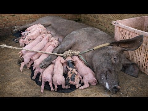 Piglets Eating Milk – Healthy Mother & Piglets | Real Life Pig Farm