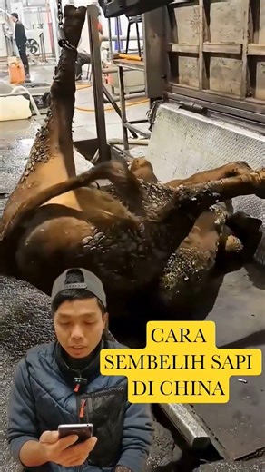 Cara Sembelih Sapi Di Negeri Tiongkok #viral #trending #youtubeshorts