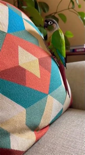 Kiwi’s Curious World #fyp #lifeisbutadream #animals #comedy