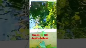 Most Amazing Stunning Astonishing Green glo danios babies