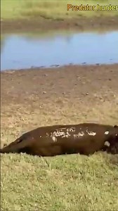 Hippo Teaches Leopard a Brutal Lesson