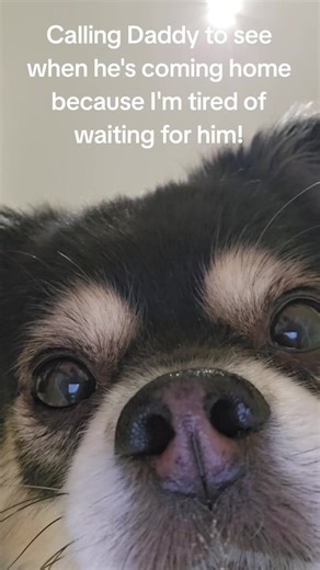 Tynks (@c_r_tynks)’s videos with Phone Calling (Ringing Tone Telephone Call No Answer Dial Cell Noise Clip) [Sound Effect] - Finnolia Sound Effects