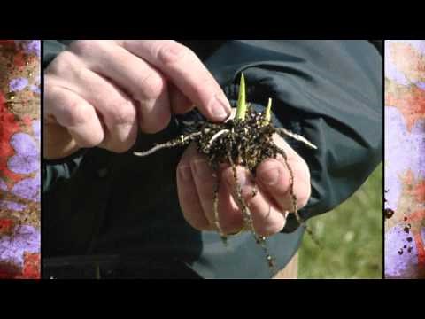 Planting Caladium Bulbs