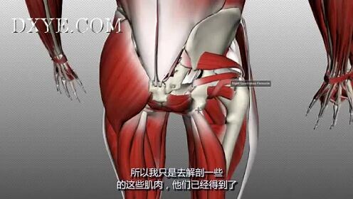 臀部肌肉 - 第2部分 - 3D解剖学教程