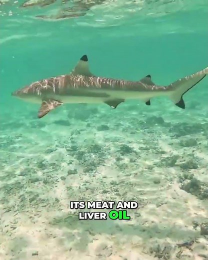 Blacktip Sharks Vulnerable & Vanishing Due to Climate Change!