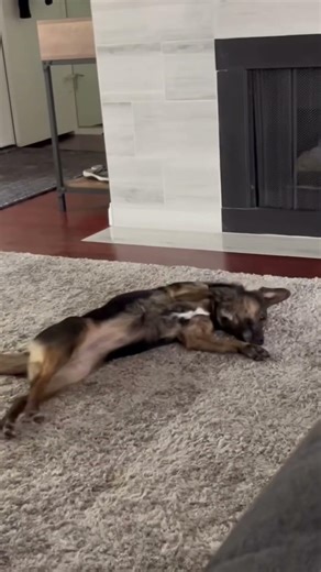 Degrees my dog has been studying