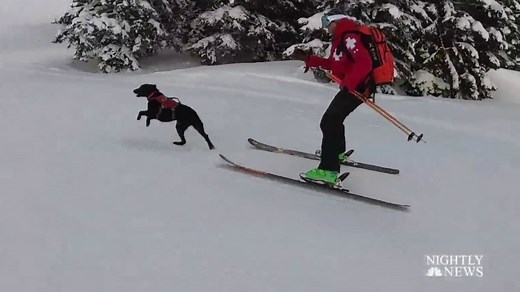 Meet the canine rescuers saving lives after avalanches