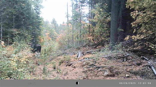 broken horn young bull | Bob Bloxom