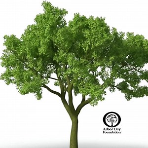 179K views · 1.2K reactions | By 2022 — the 150th anniversary of Arbor Day — we plan to plant 100 million trees in forests and communities around the globe. | Arbor Day Foundation | Facebook