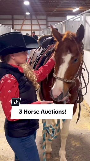 3 Horse Auctions within 24 hours! Let’s GO!