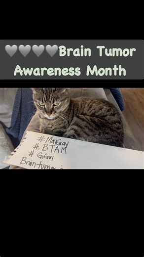 Gray cat has an important message| Brain tumor awareness