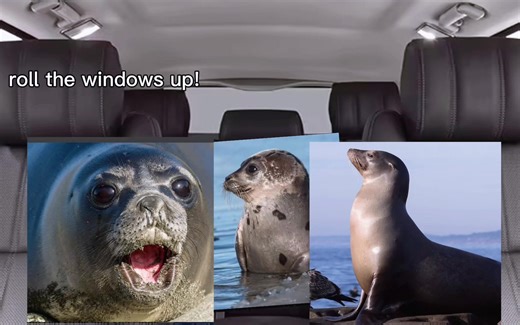 Understanding Different Seal Species: Harp, Sea Lion, and Elephant Seals