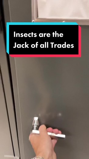 InsectsCornell on TikTok