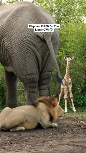 1.6K views | 勞 SHOCKING! Elephant Just FIRED A BOMB At Sleeping Lion!...