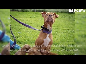 How YOU helped us save animals in 2019 | RSPCA South Australia