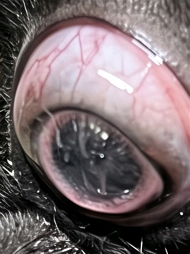 Dr.Moro: A Rare Genetic Mutation 😳 One-Eyed Animal A newborn animal with an extremely rare genetic mutation. Its unusual appearance, including a single eye, left everyone shocked. Nature can sometimes produce truly unexpected things. 🐐🐑 #animals #newborn #geneticmutation #unusual #doctormoro