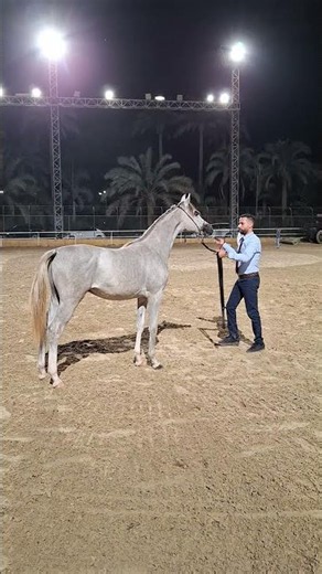 الحصان جاكوار