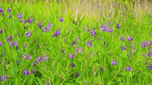 Video footage of a field with Common Comfrey growing wild in the Lincolnshire Countryside. UK