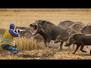 Unbelievable Wild Boar Hunts! Giant Herds & Epic Shot Compilation