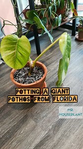 This is one of the 2 pothos cuttings I brought from Florida while visiting the TPIE (Tropical Plant International Expo). I kept it in water for several months and decided to pot it in soil, as soon as I returned from Serbia. The potting mix is roughly 50% peat based mix, 50% perlite. It will be drying out fast, since it's in a south-west facing window, but I don't mind watering it more often. It doesn't seem to be in great condition, so I wanted to make the mix more porous, with more oxygen for 