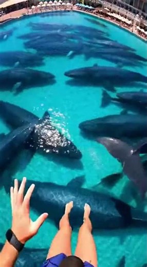Waterslide into pool full of giant fish #funny #memes