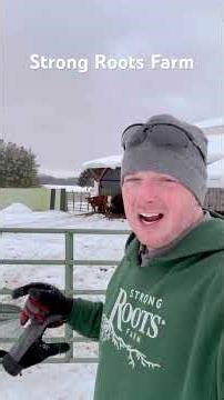Cattle Lovin The Haylage