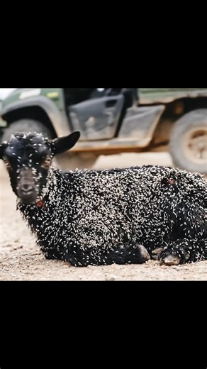 Heartbreaking Baby Goat Parasite Rescue | Full Recovery Journey | World Event Record