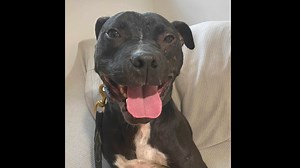 Rescue Dogs Rock NYC on Reels