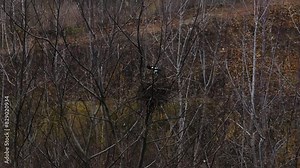 A lonely magpie bird builds a nest for its chicks while sitting on a tree branch. Magpie flies in the forest. Wildlife with a bird in the forest. Stock Video