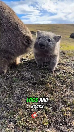 Wombat facts 👀 subscribe for more animal facts every day #facts #wildlifeentertainment #animals