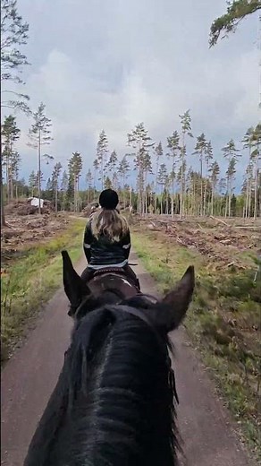 High Chaparral 2026 #horse #pferde #stunt #sweden #chaparral