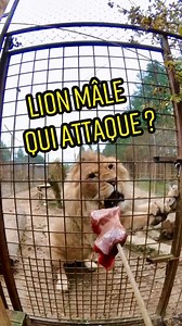 571K views · 6.2K reactions | Le comportement des fauves changent quand ils mangent... La preuve en images ici avec Rumba le jeune lion mâle. #lion #savelions #lionlion #whitelion #caressedetigre | Caresse de tigre | Facebook