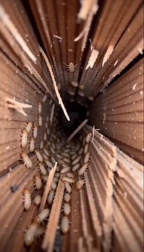¡Así DESTRUYEN la madera las TERMITAS 🐜💥 (No lo vas a creer!) #pestcontrol #facts #rgv #science