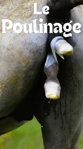 Chevaux de couleurs & pension équestre on Instagram: "Les poulinages ont déjà commencé pour certains, et ne devraient plus trop tarder ici 😌 D ici 3 semaines on devrait voir nos premiers poulains de l année pointer le bout de leur nez 🐣 L occasion de rappeler pourquoi j ai choisi de laisser pouliner mes juments au pré, dans leur troupeau. Dans ma quête perpétuelle de faire les choses de la manière la plus "naturelle" possible, et mes chevaux vivants tous au pré en troupeau à l année, il était 