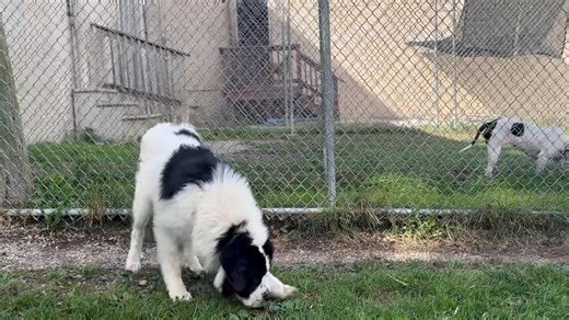 14K views · 238 reactions | PLEASE SHARE - INTRODUCING GEORGE!...