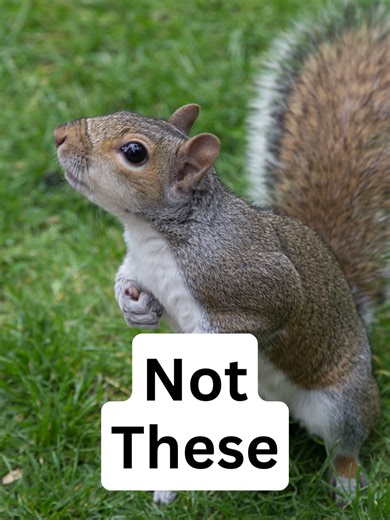 There are hundreds of Alien Species in the UK, but they're not all so well known. Here are 4 non-native animals that are at large in the countryside. #wildlife #nature #alienspecies #nonnative #aliens | A Shot Of Wildlife