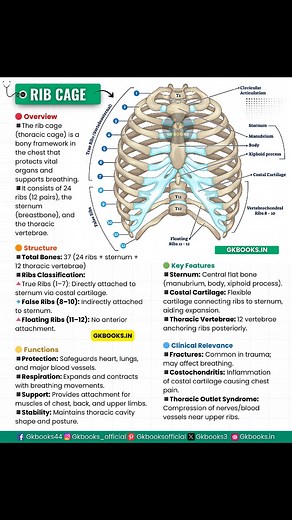 Ever wondered how your rib cage protects your heart and lungs while helping you breathe? 🫁💓 This infographic breaks down the structure, types of ribs, and key functions in the most exam-friendly way. Perfect for NEET, UPSC, SSC, and medical aspirants who want quick recall and crystal-clear understanding. 👉 Save it, share it, and tag a friend who’s prepping for competitive exams! #RibCage #HumanAnatomy #ExamPrep #NEETBiology #UPSCPreparation #MedicalAspirants #StudySmart | InfoPic Notes