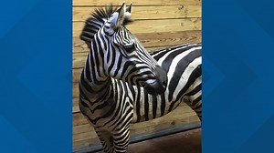 Zoo Atlanta welcomes new female zebra