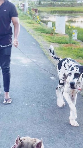 Jijo George- The Dog Lover ❤️ on Instagram