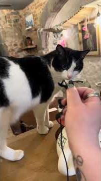 Très bonne discussion 🐾🤣 #funny #asmr #asmrcat #chat #asmrsounds #asmrvideo #shortasmr #asmrshorts