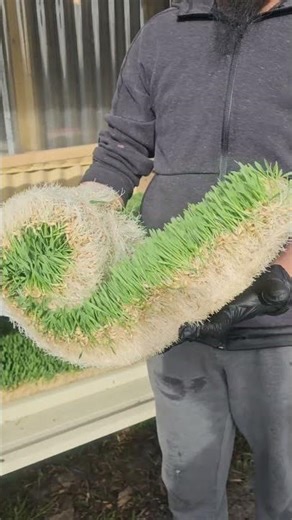 Hydroponic Fodder for goats!