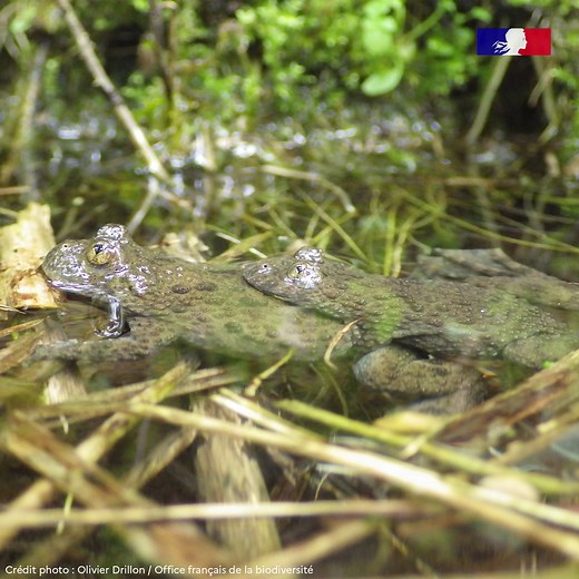 🐸 L'ESPÈCE DE LA SEMAINE : le Sonneur à ventre jaune (Bombina variegata) 🖤 Le Sonneur à ventre jaune est un petit amphibien facilement reconnaissable à sa face ventrale jaune tachetée de noir qui contraste avec son dos marron, unique parmi les amphibiens autochtones de métropole. Cette couleur éclatante est parfois peu visible dans le milieu naturel, mais l’espèce se caractérise aussi par une pupille en forme de cœur. 🐕 Le chant, semblable à un jappement de chien, est émis de jour comme de nu
