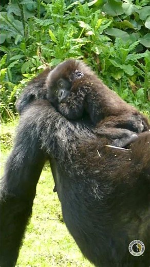 Mother gorilla transports her infant #cute