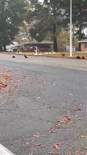 Westwood Phillip buzzes in the morning time and I mean a whole lot of buzzers it took over the streets in the houses West buzzard that’s all books | Jerry Beck