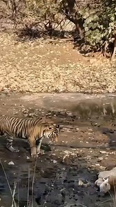 Beast Mode Activated Mud Fury Strike! Tiger hauls the deer out with unstoppable jungle dominance! 🐅🔥 Ranthambhore National Park #tiger #winter #deer #alive | Rajesh Saini