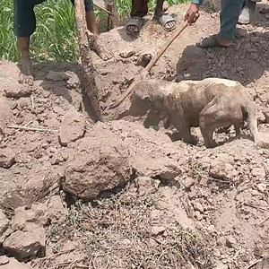 dog hunting Porcupine | Wild Earth Tv