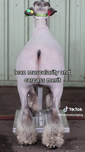 Livestockjudging.com on TikTok