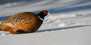 What to look out for in the upcoming ND pheasant hunting season