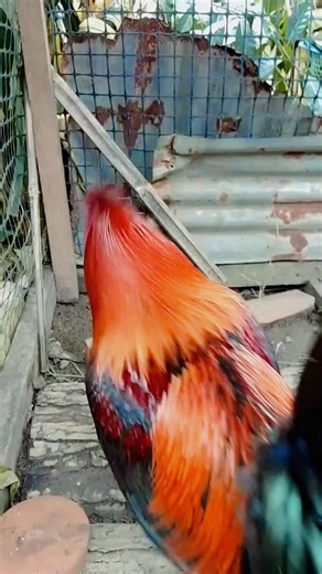 #breeding #tips #tipsforyou | Jay Jay