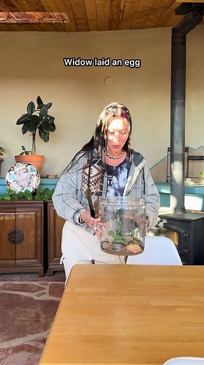 Black Widow Spider Journey: From Capture to Donation